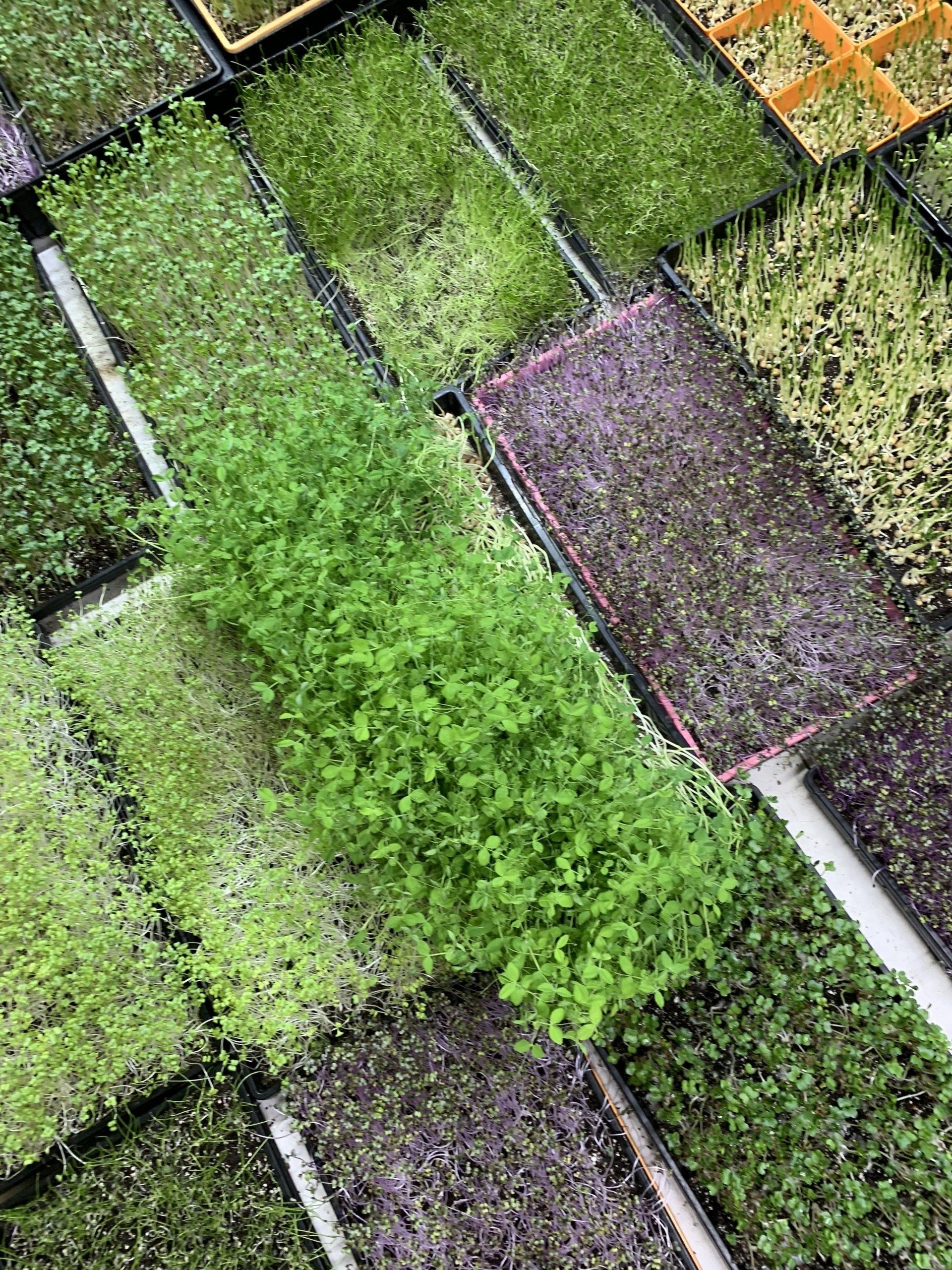 Rows of vibrant microgreens, varying shades of green and purple, grown in trays.