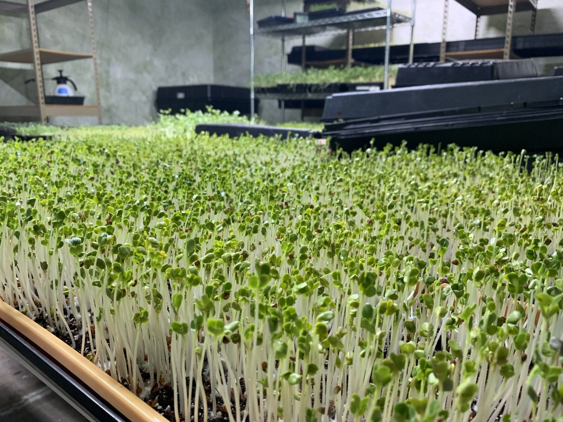 Seedlings growing in trays, illuminated in a greenhouse setting.