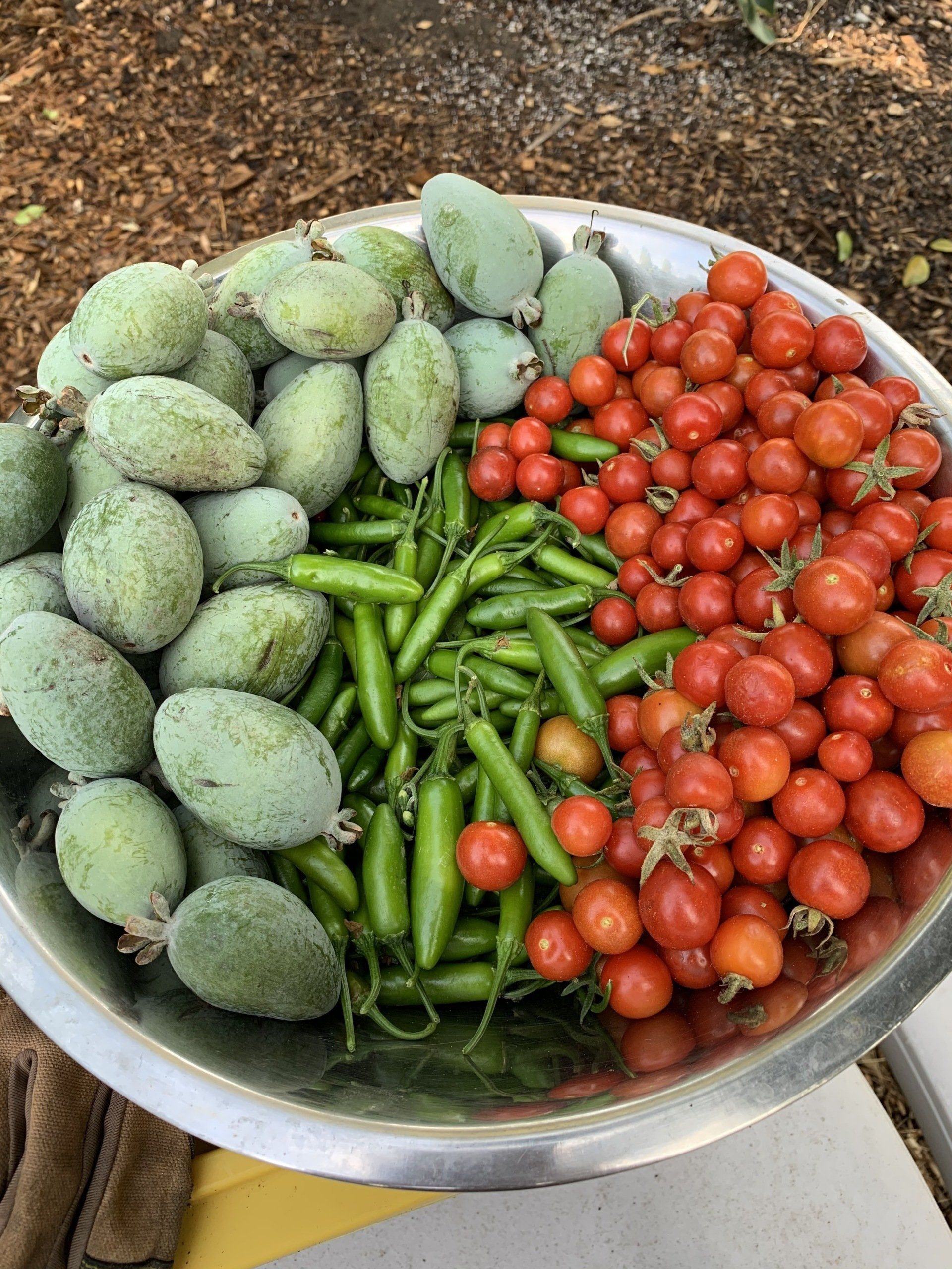 A silver bowl filled with green feijoa fruit, green peppers, and red cherry tomatoes.