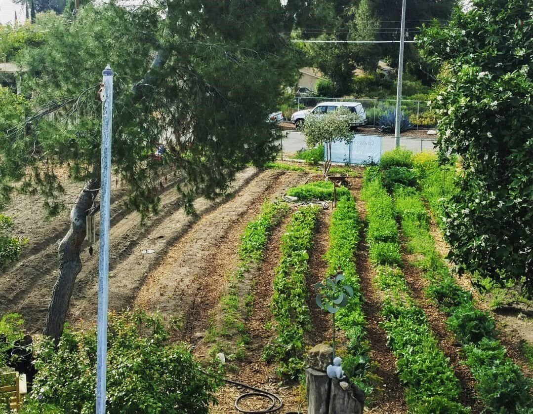 View of terraced garden beds on a hillside, green plants, brown soil, and a white car parked in the background.