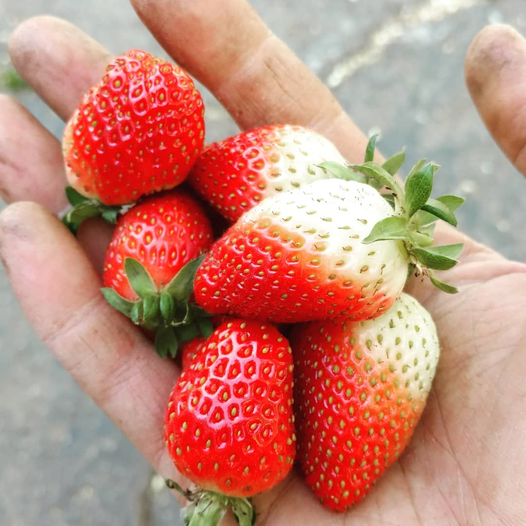 Hand holding a small pile of ripe, red strawberries. Some have green stems.