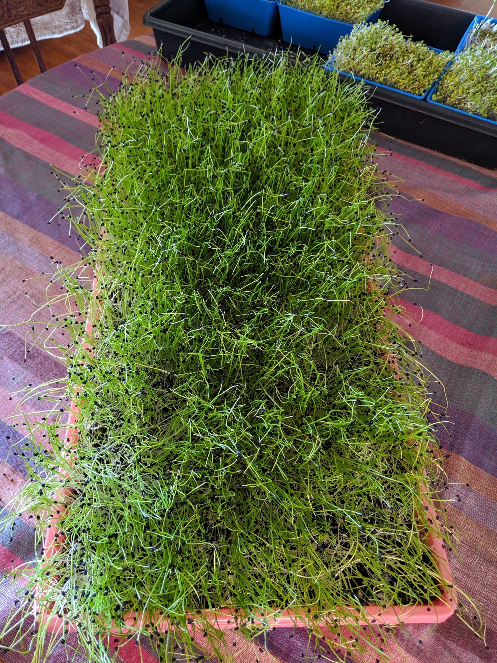 Tray of densely packed, vibrant green microgreens, possibly sprouts, on a table.