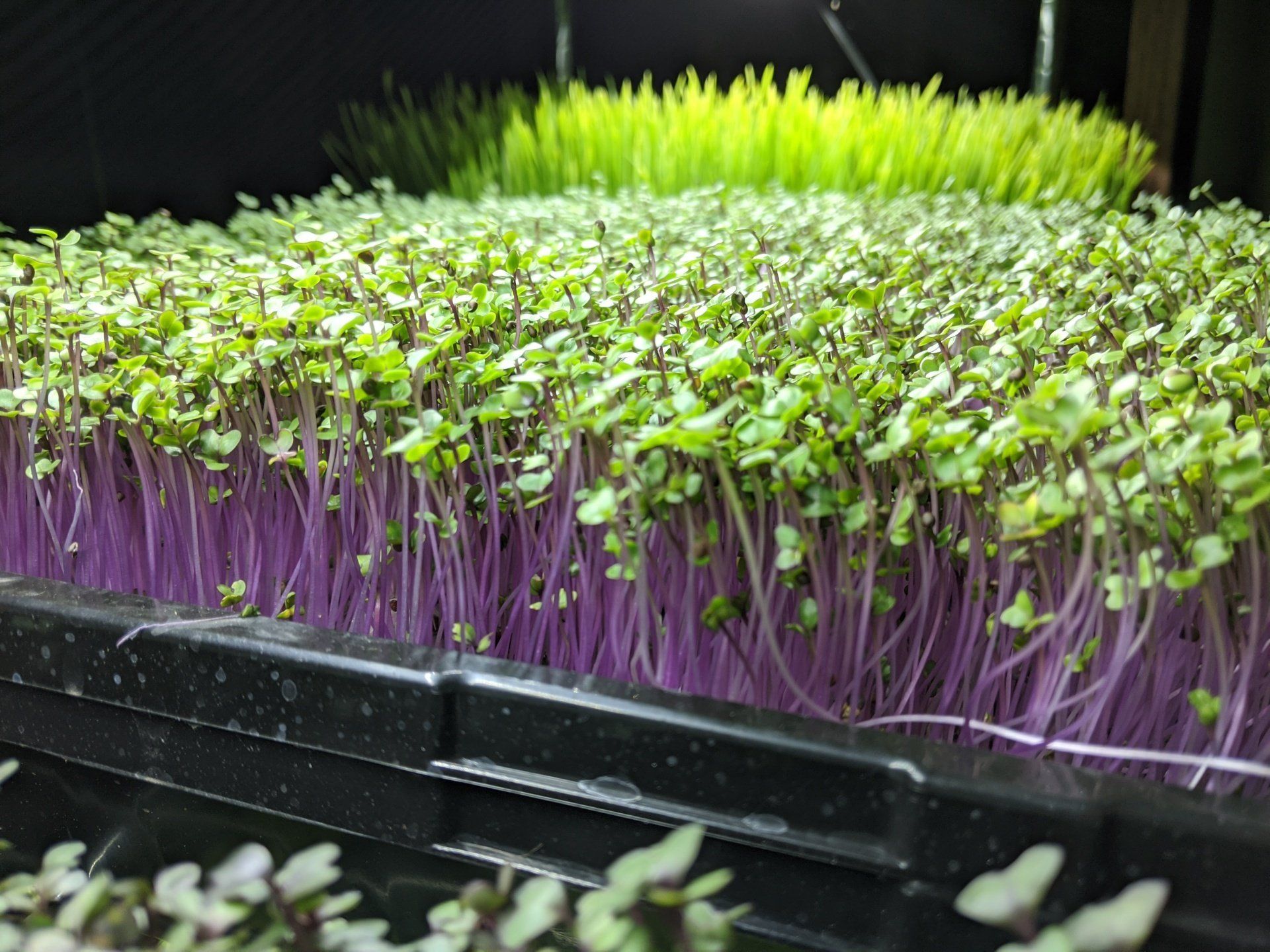 Microgreens in black trays, purple stems, green tops, growing indoors, backlit.