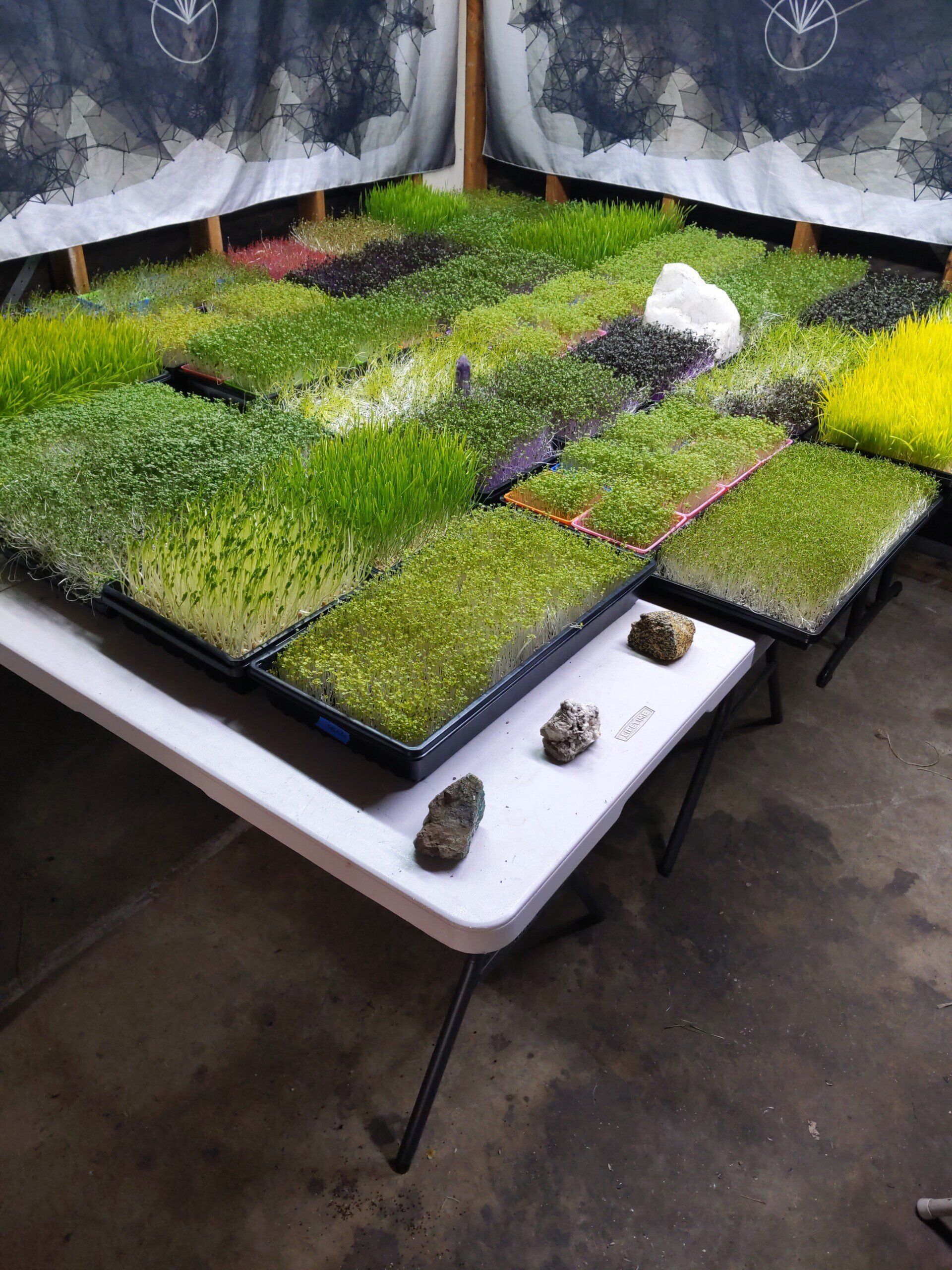 Microgreens growing in trays on a white folding table indoors. Variety of green hues, rocks visible.