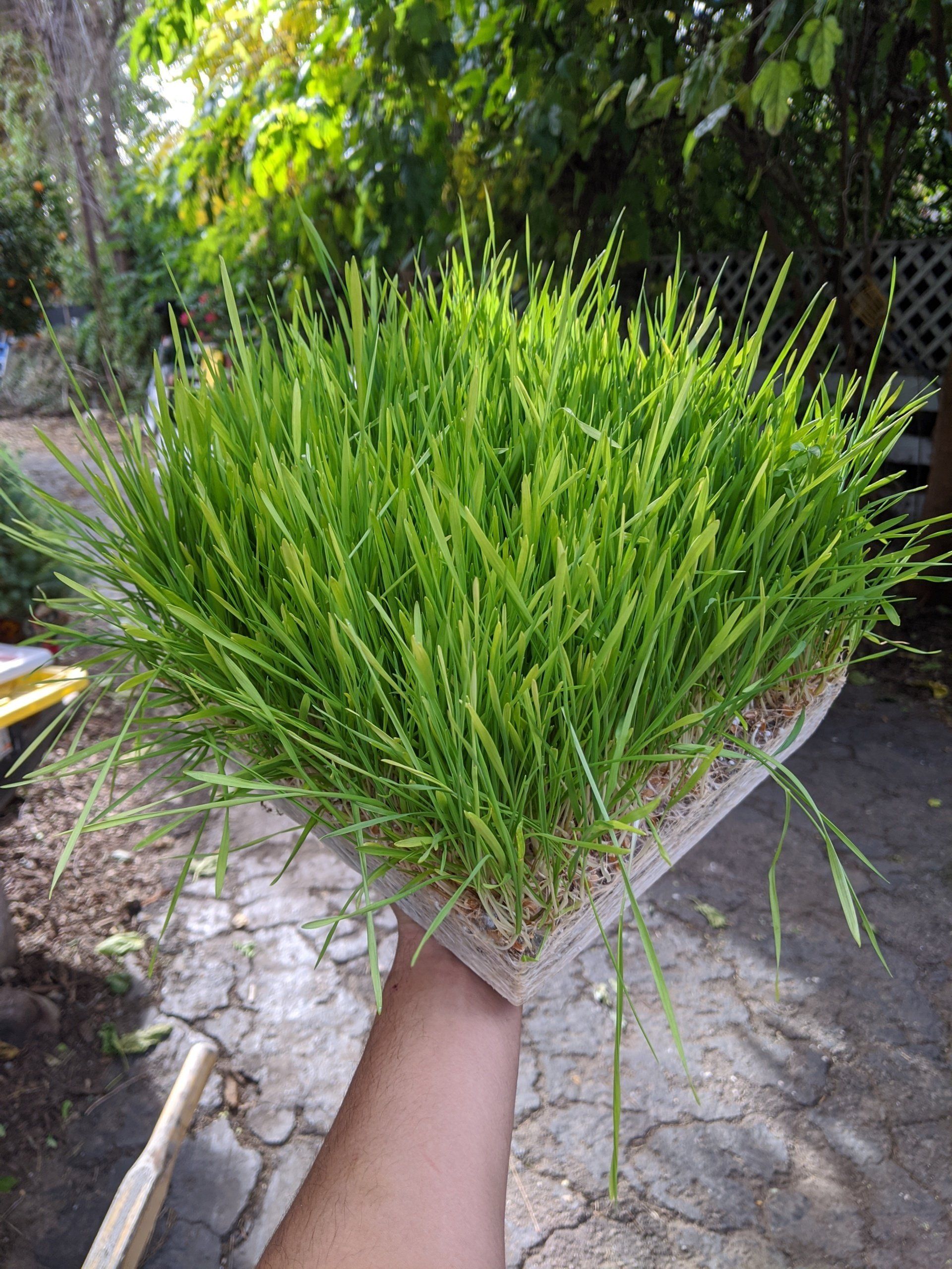Hand holding a square concrete planter filled with vibrant green, grass-like foliage. Outdoors in sunlight.