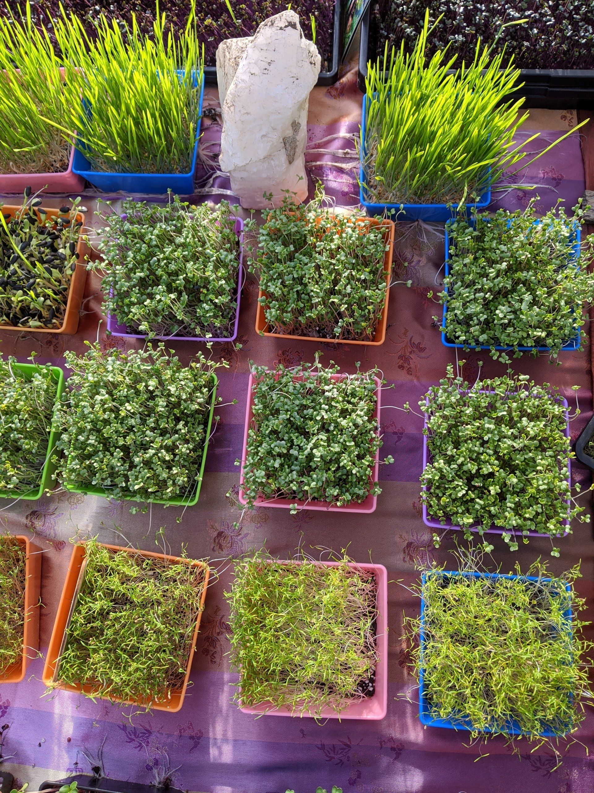 Rows of colorful square containers filled with vibrant green sprouts, likely for food, on a purple surface.
