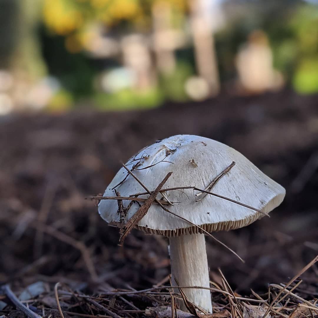 Mushroom with a white cap, growing amidst brown leaves and debris, in a natural outdoor setting.