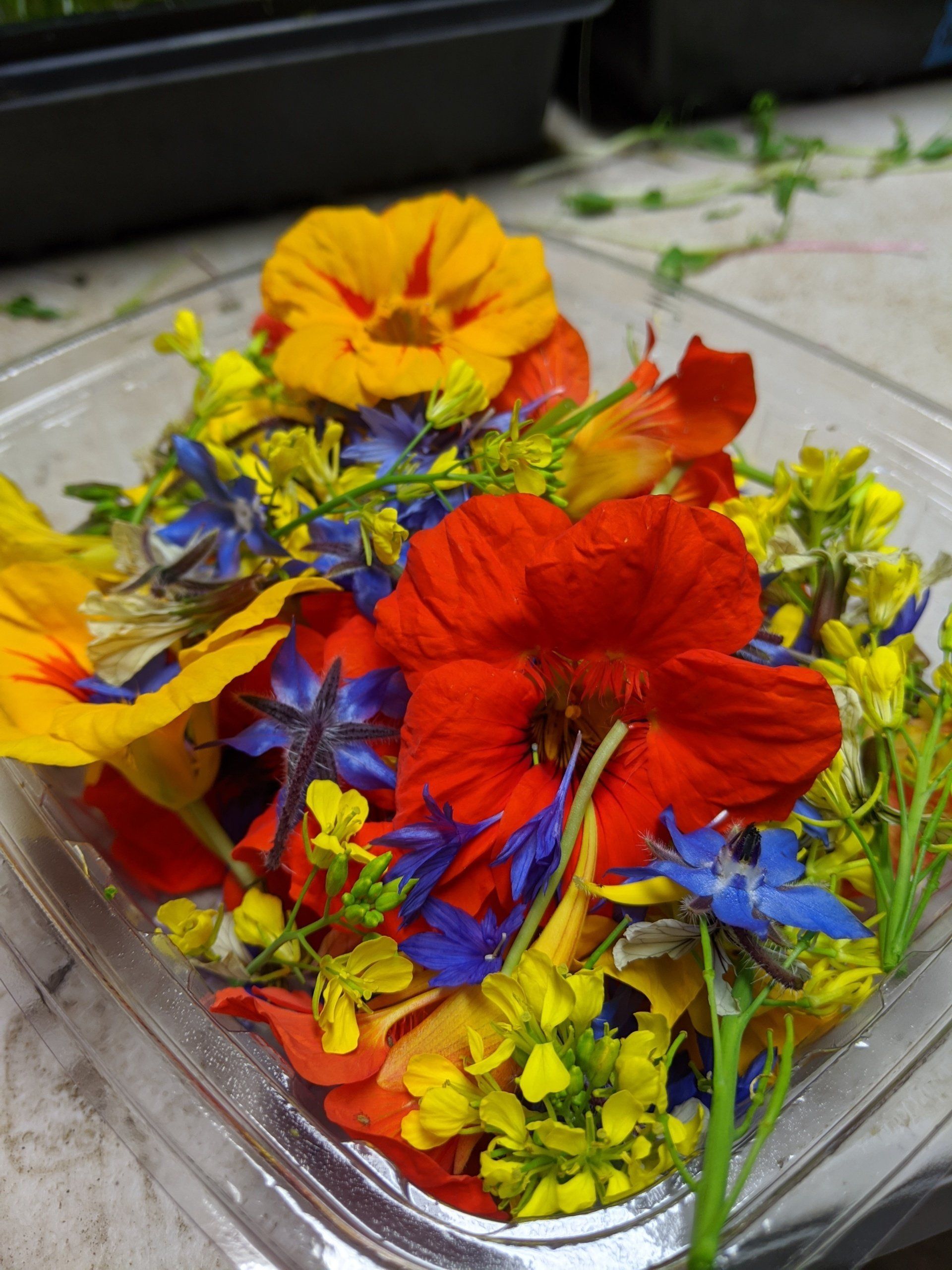 Colorful edible flowers in a clear plastic container. Includes red, yellow, and blue blooms.