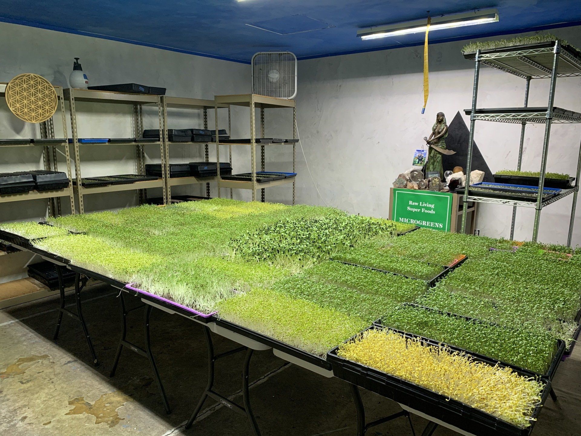 Indoor microgreen farm with trays of sprouts under artificial light.