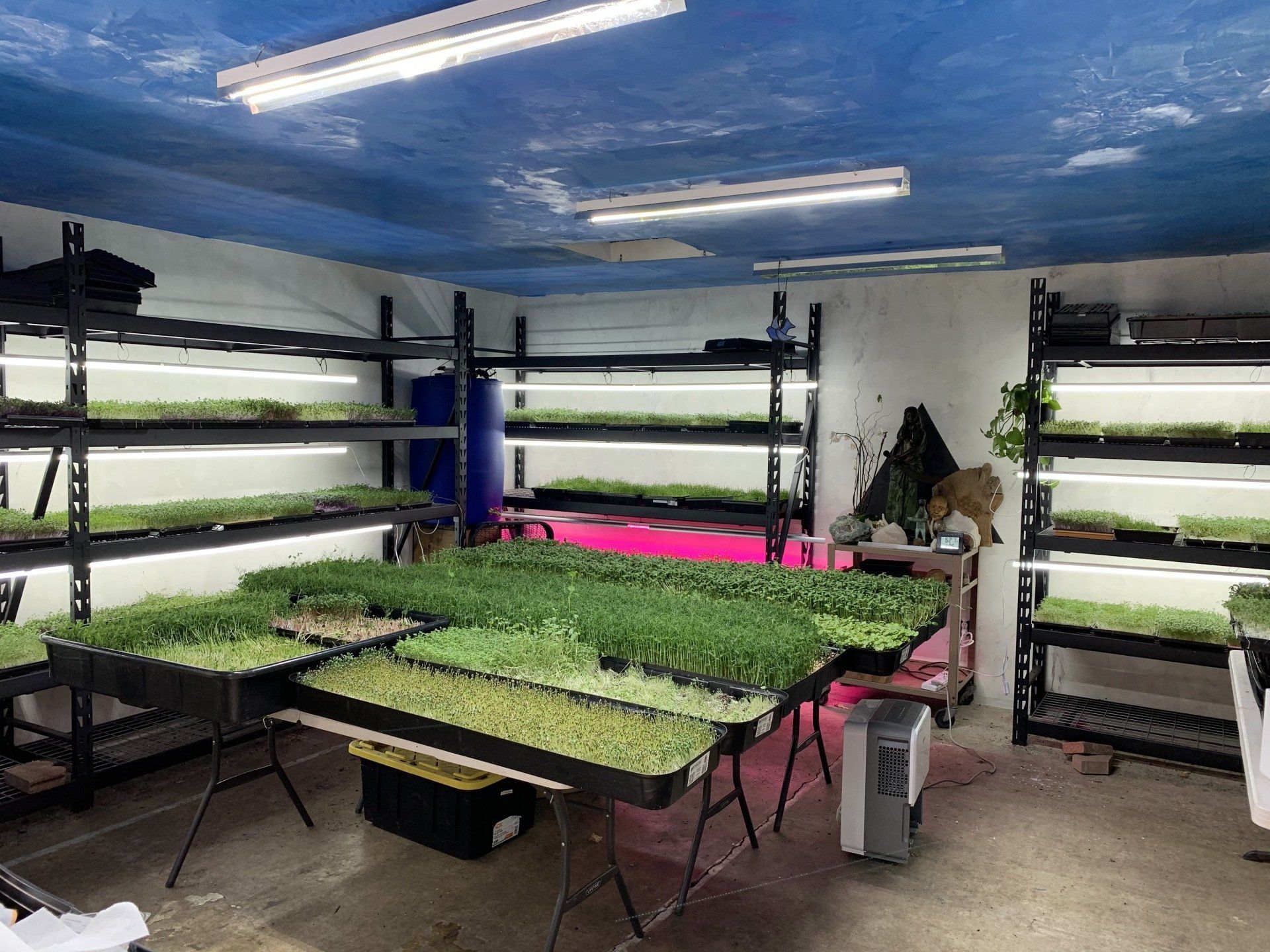 Indoor hydroponic microgreen farm with trays of seedlings under grow lights.
