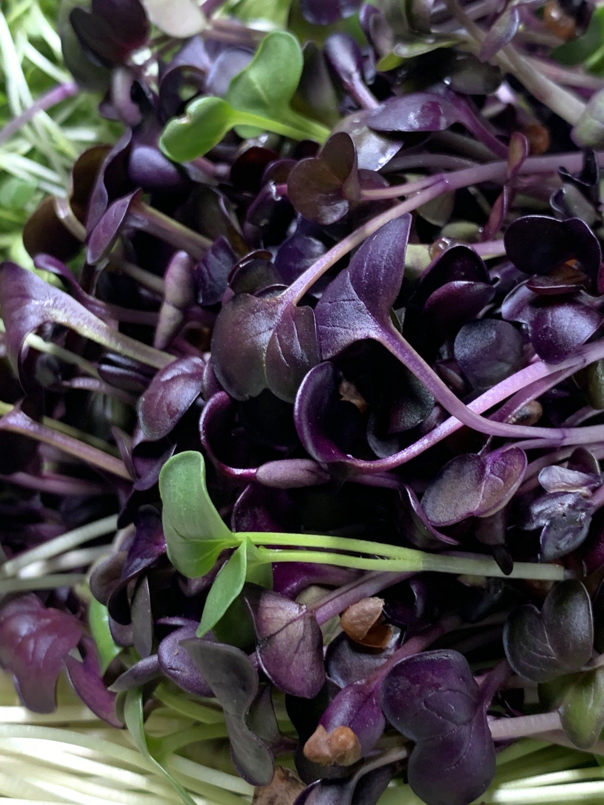 Close-up of a mix of colorful microgreens, featuring dark purple and green leaves and stems.