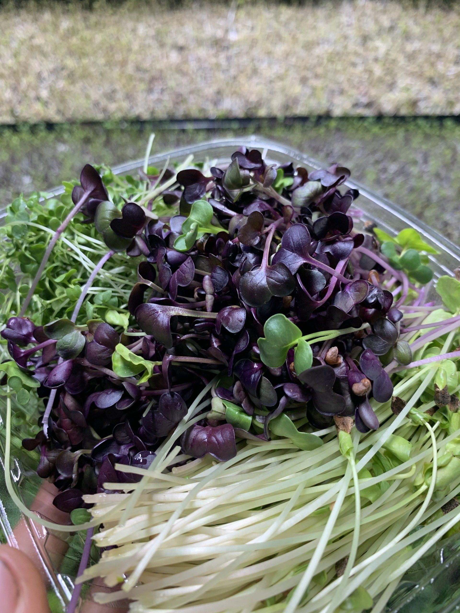 Assorted microgreens in a clear plastic container, featuring purple, green, and white sprouts.