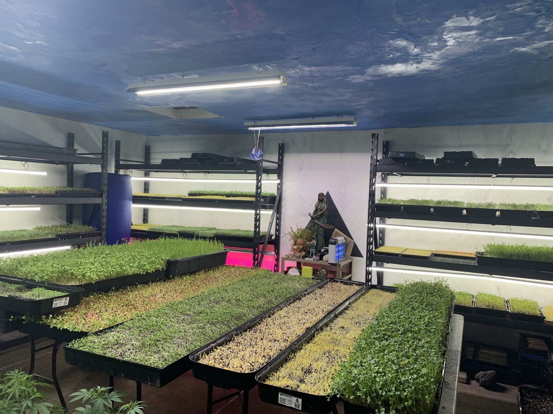 Indoor microgreen farm with trays of seedlings under grow lights.