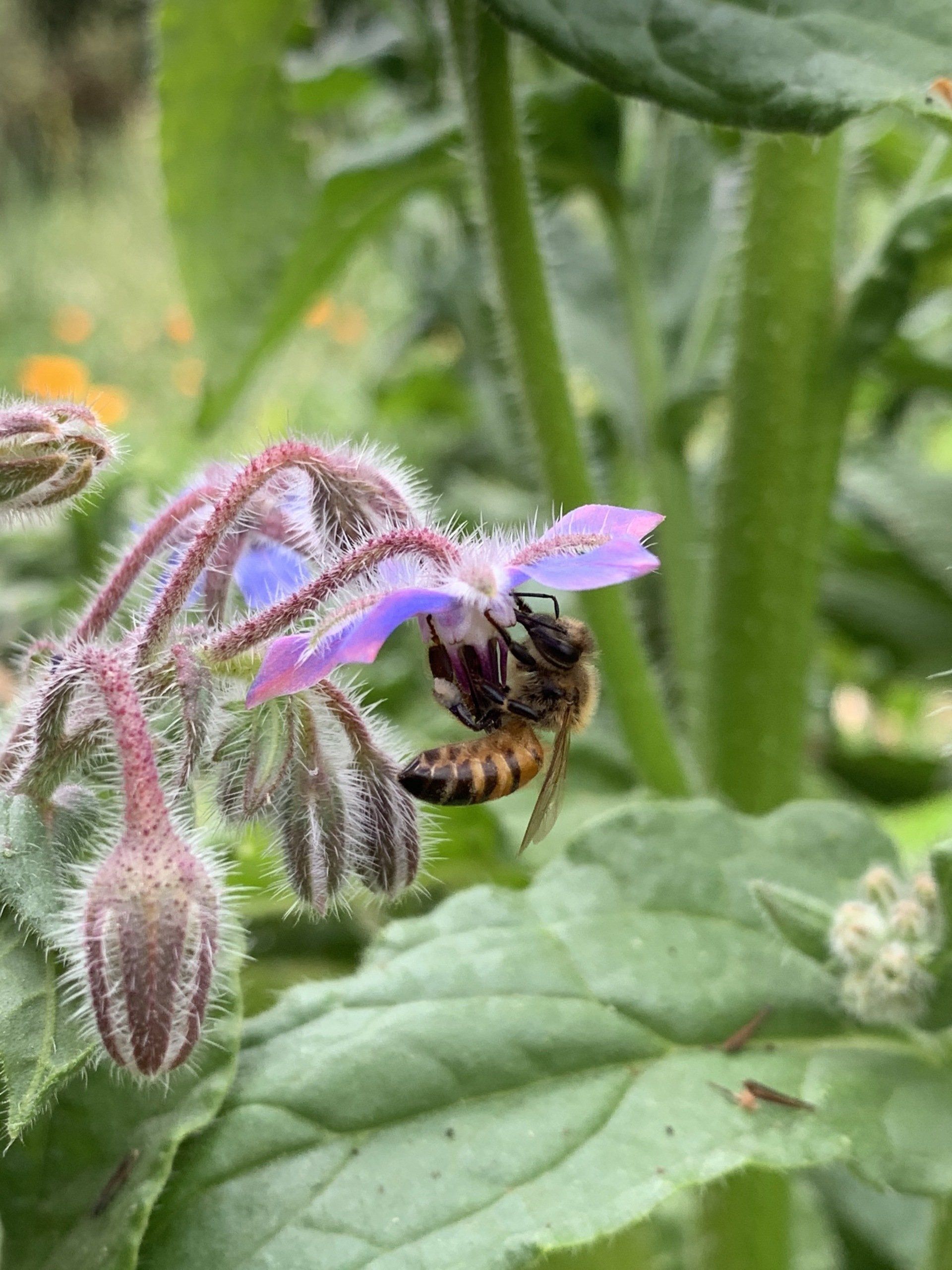 Bee pollinating a purple borage flower, green leaves in background.