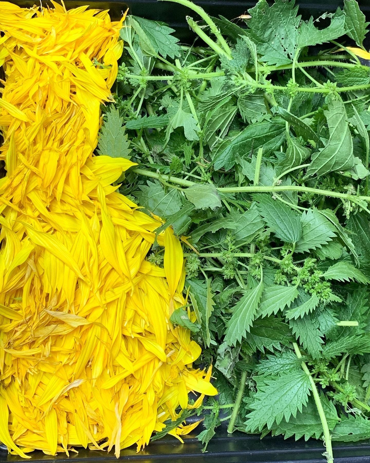 Yellow sunflower petals next to green stinging nettle leaves.