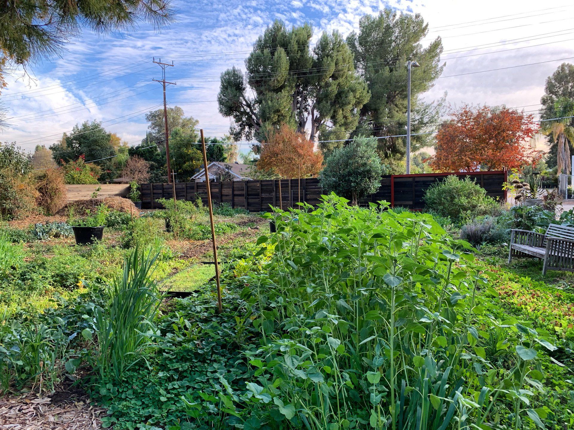 A lush garden with green plants, trees, and a wooden fence under a cloudy blue sky.