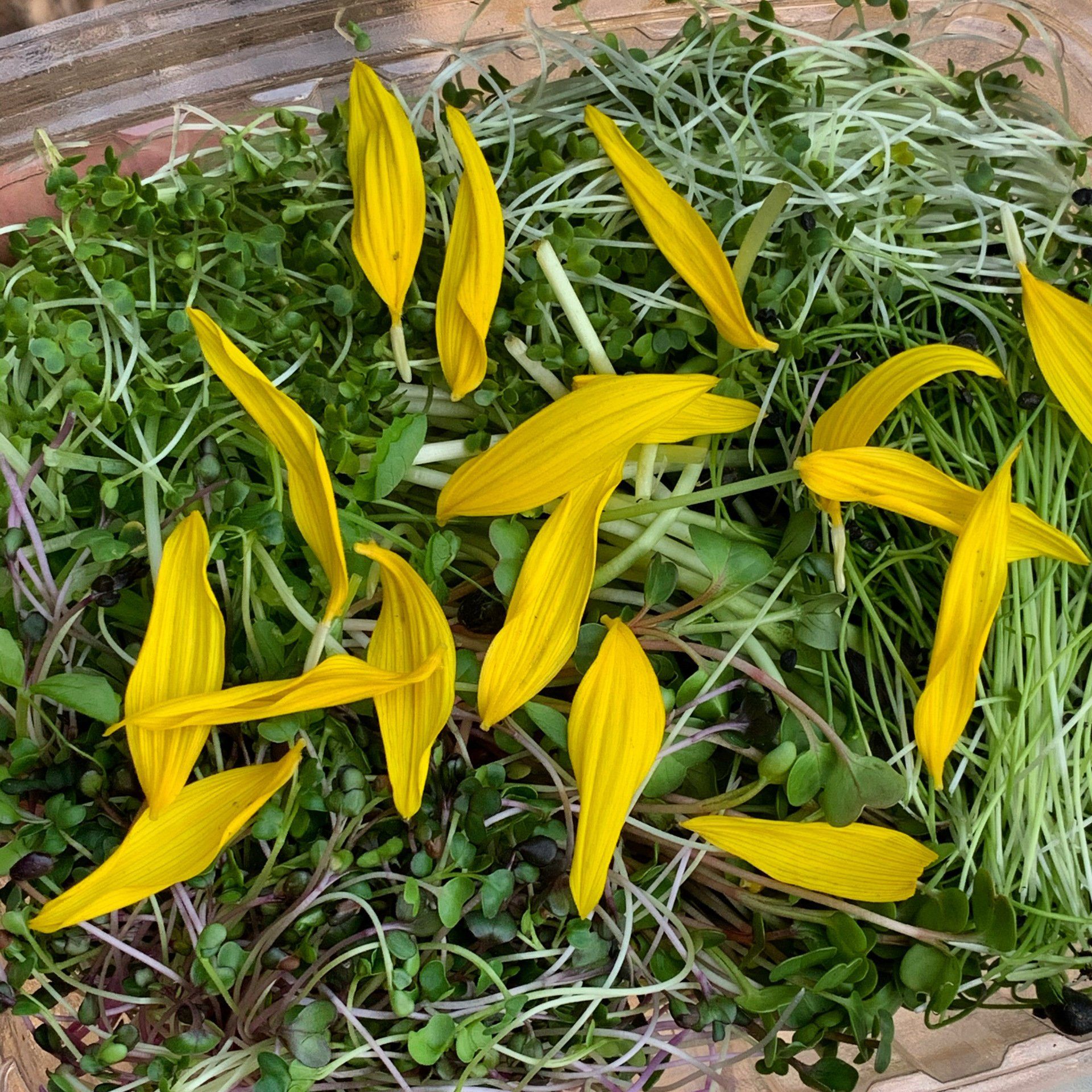 Close-up of microgreens with yellow sunflower petals scattered on top.