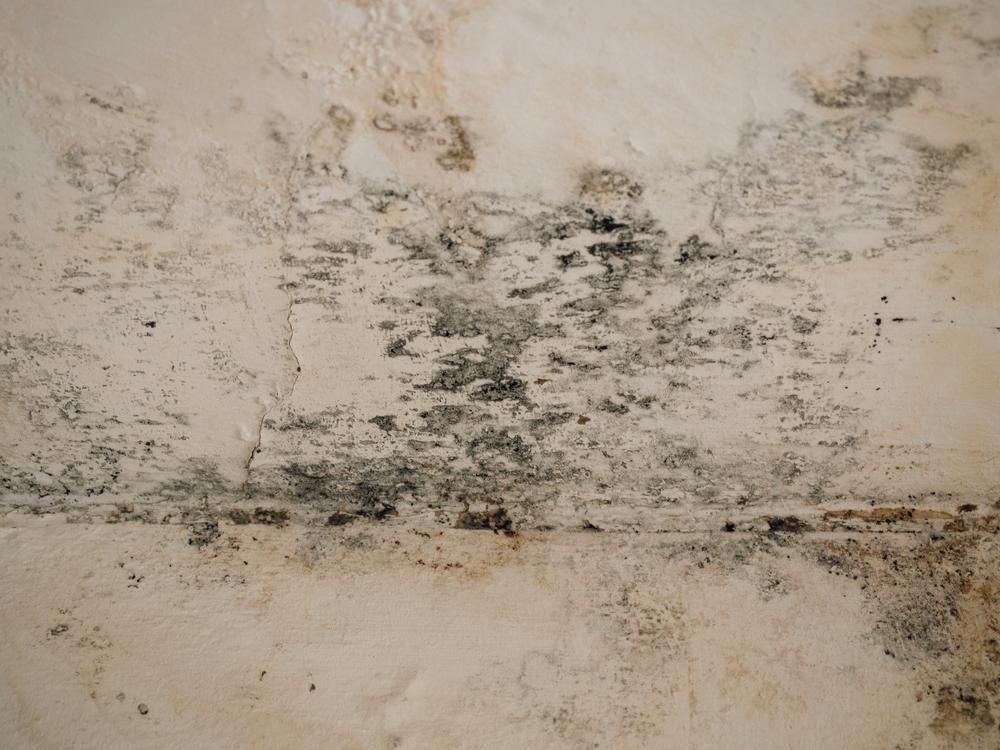 A Close Up of a White Wall With Black Mold Growing on It — Great Lakes Carpet Cleaning & Restoration In Hallidays Point, NSW
