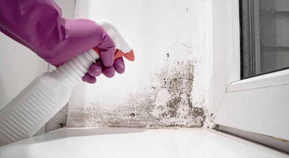 A Person is Spraying Mold on a Wall With a Spray Bottle — Great Lakes Carpet Cleaning & Restoration In Port Macquarie, NSW