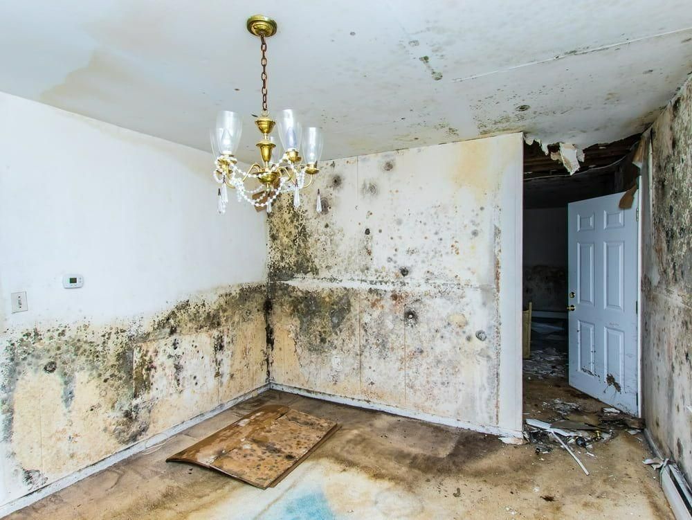 A Room With Mold on the Walls and a Chandelier Hanging From the Ceiling — Great Lakes Carpet Cleaning & Restoration In Wingham, NSW