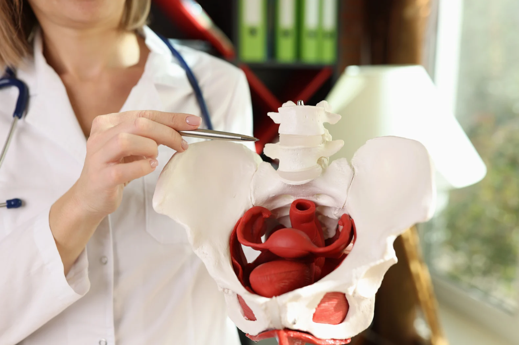 A medical professional holding a pen to a pelvic anatomical model with internal organs visible, indicating an educational demonstration