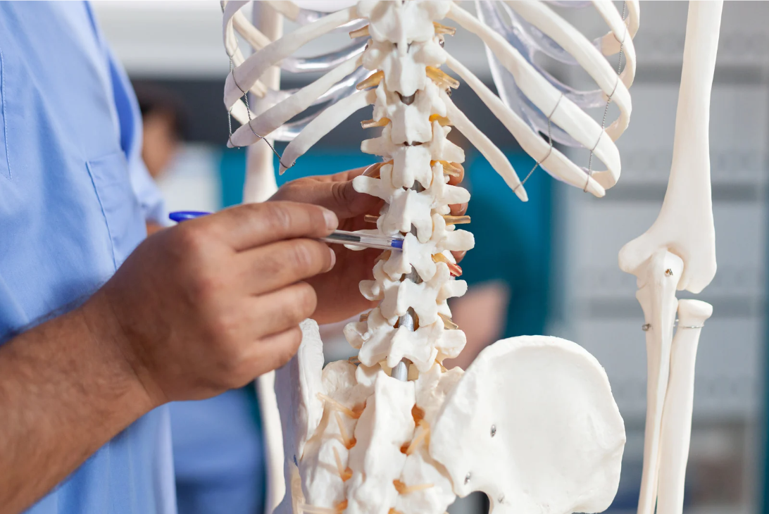 Medical professional illustrating spine anatomy on a skeletal model, highlighting potential areas affected by osteoporosis with a focus on the vertebrae