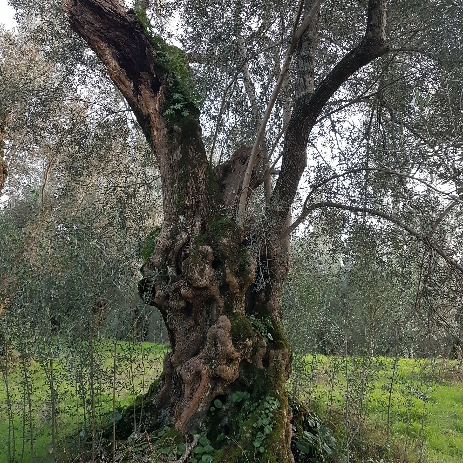 Un grande albero ricoperto di muschio si trova in mezzo a un campo.