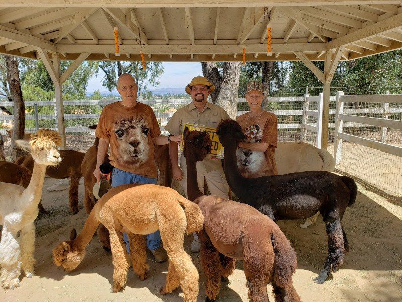 YES those are all Alpacas, celebrating with Rev. Steve in Safari Garb for the Tim and Jackie's Vow Renewal