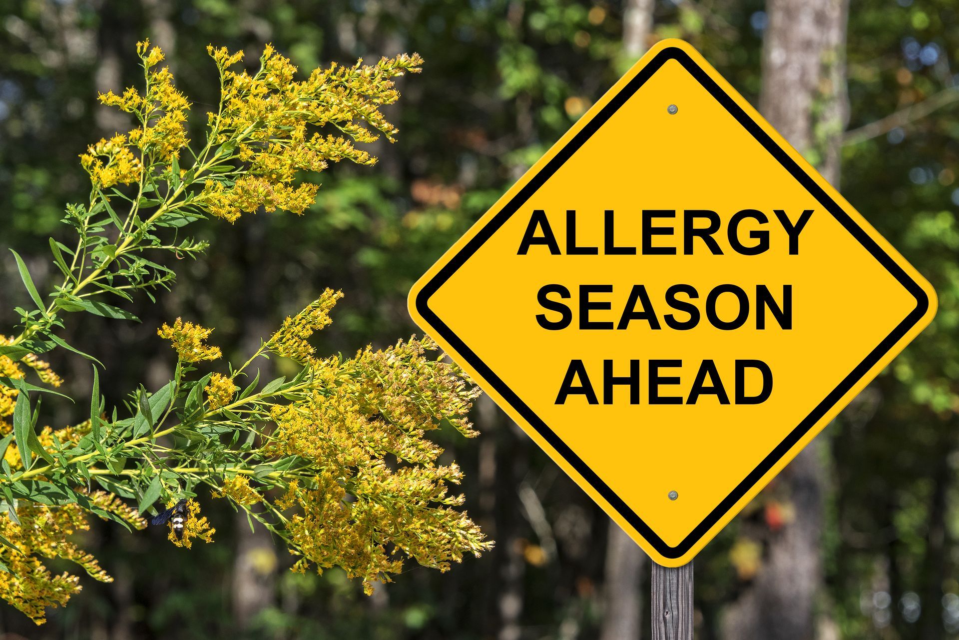 A yellow sign that says allergy season ahead