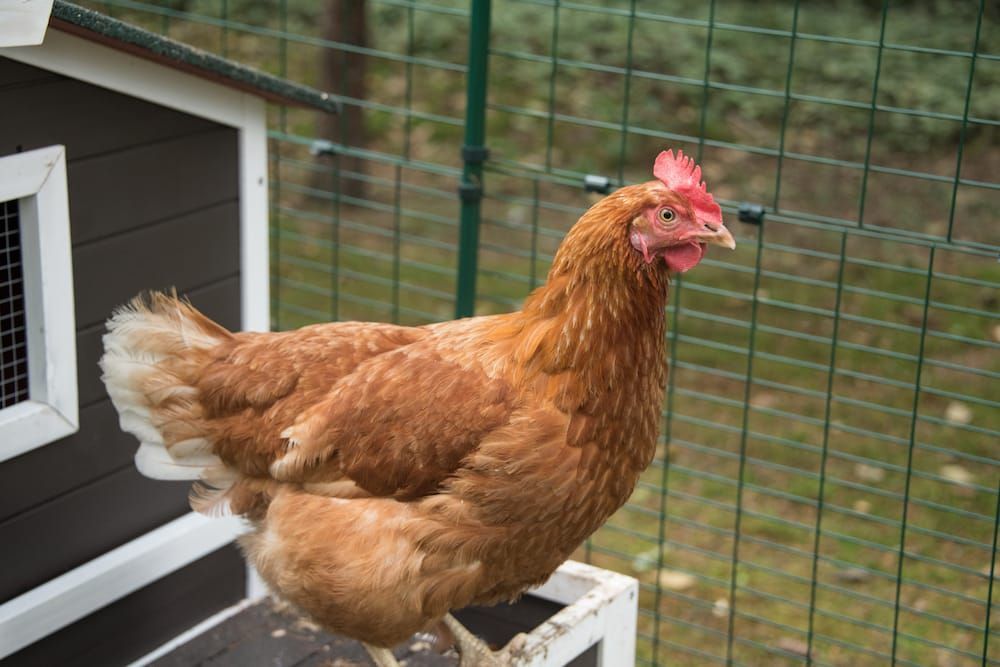 A brown chicken is standing in front of a chicken coop.