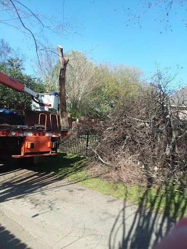 A truck with a crane on top of it is cutting a tree.