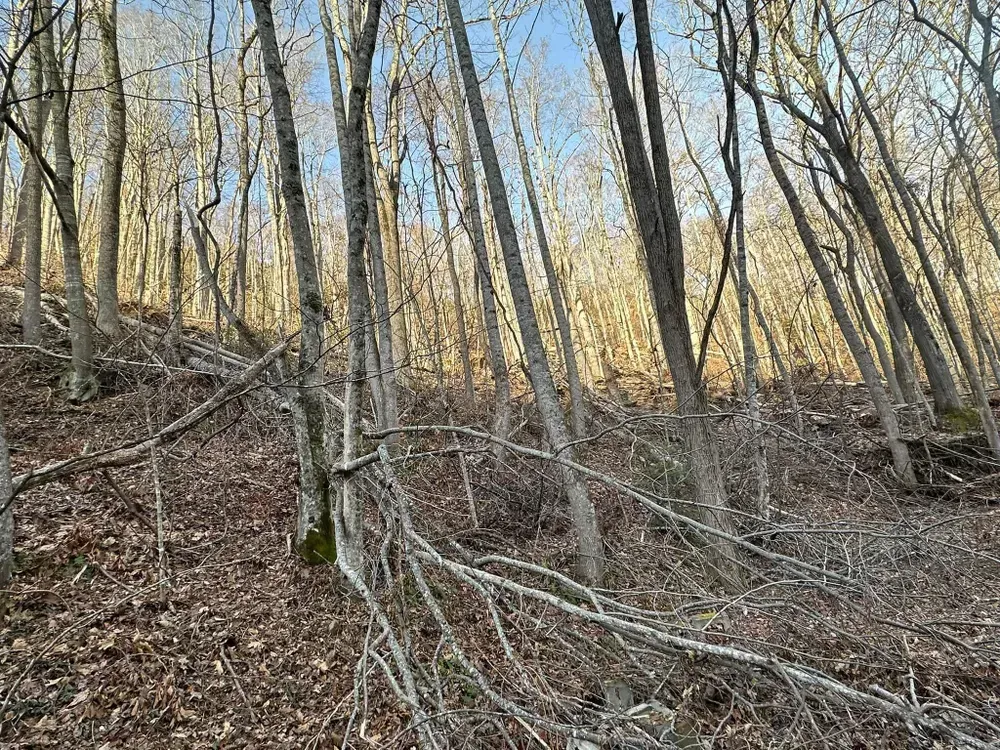 A forest with trees without leaves and a lot of leaves on the ground.