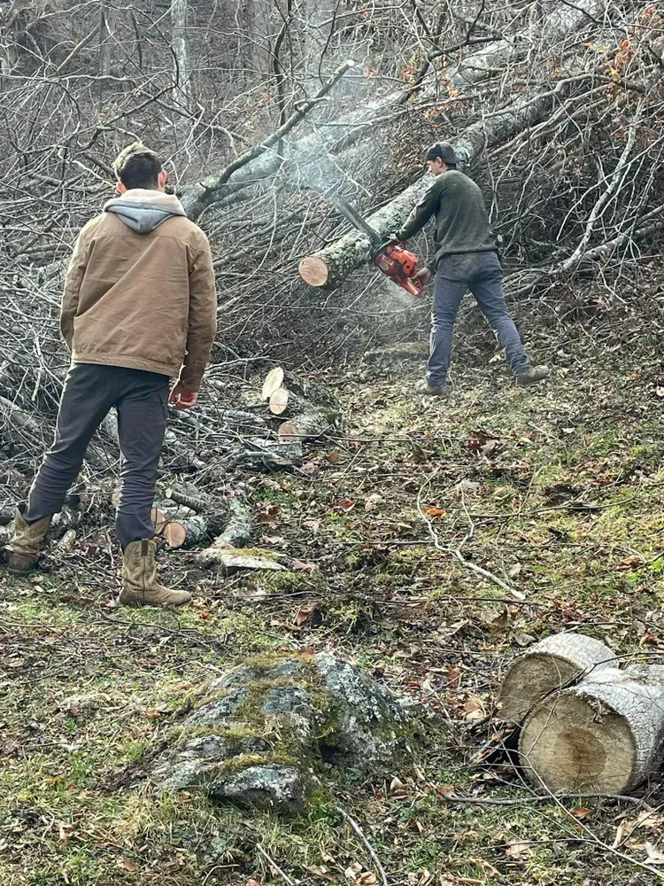 Two men are cutting a tree with a chainsaw in the woods.