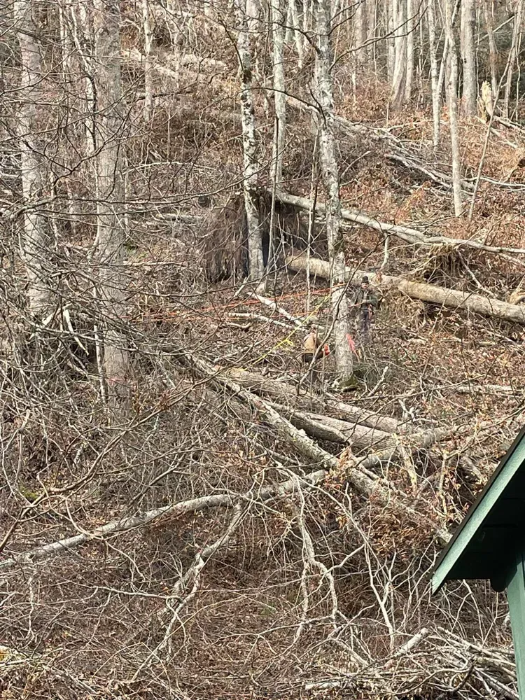 A squirrel is standing in the middle of a forest.