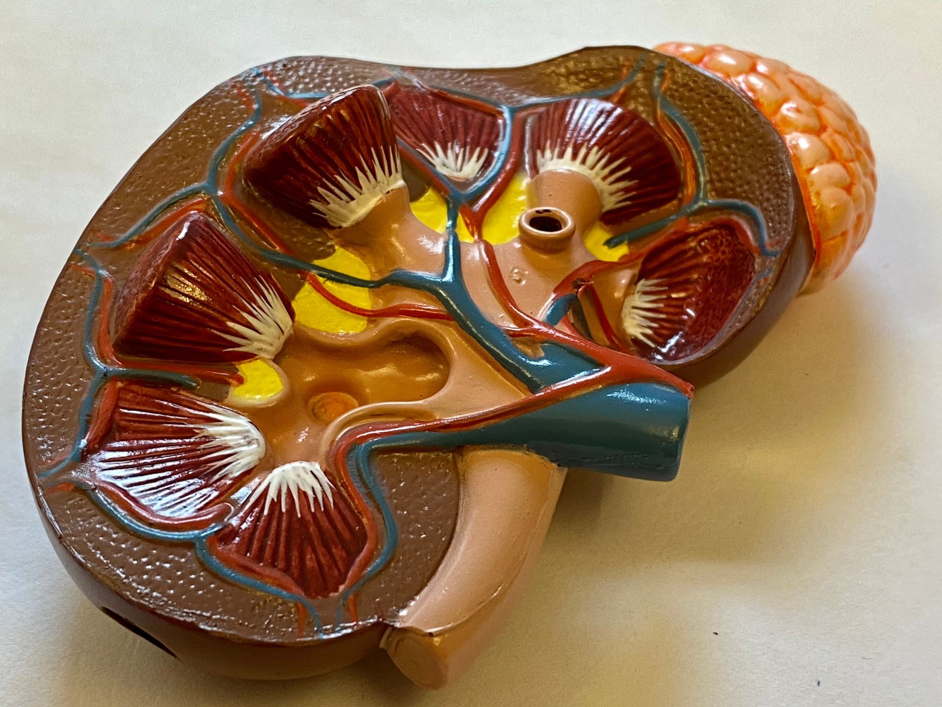 Cross-Section of A Kidney Model — Highland, UT — Renal Associates of Montgomery PC Cross-Section of A Kidney Model — Highland, UT — Renal Associates of Montgomery PC