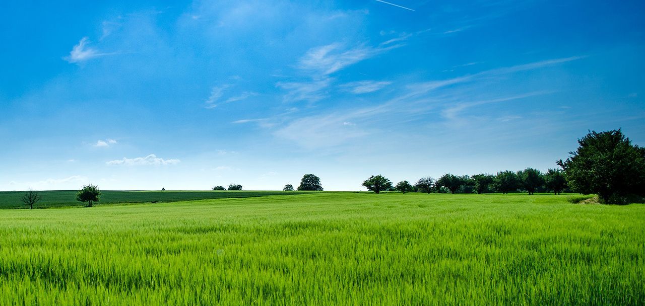 A green field with trees in the background and a blue sky