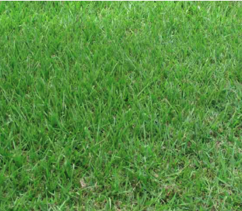 Bahia Grass grown in a Spring Hill, fl lawn