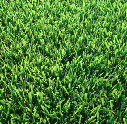 Zoysia Grass grown in a Spring Hill, fl lawn