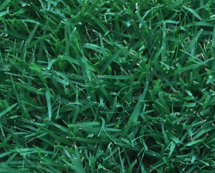Bermuda Grass grown in a Spring Hill, fl lawn