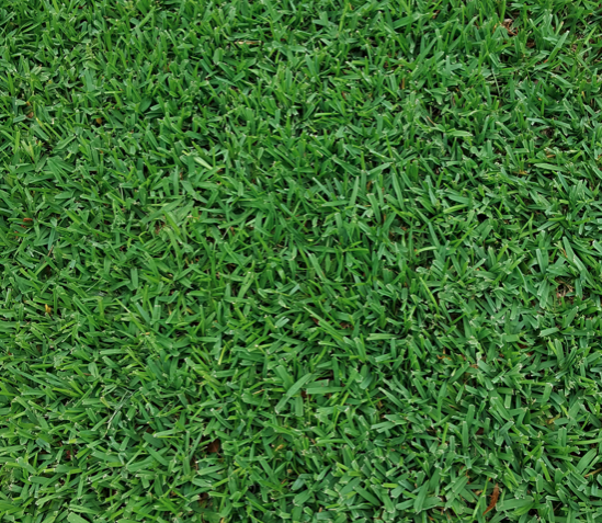 St. Augustine Grass grown in a Spring Hill, fl lawn