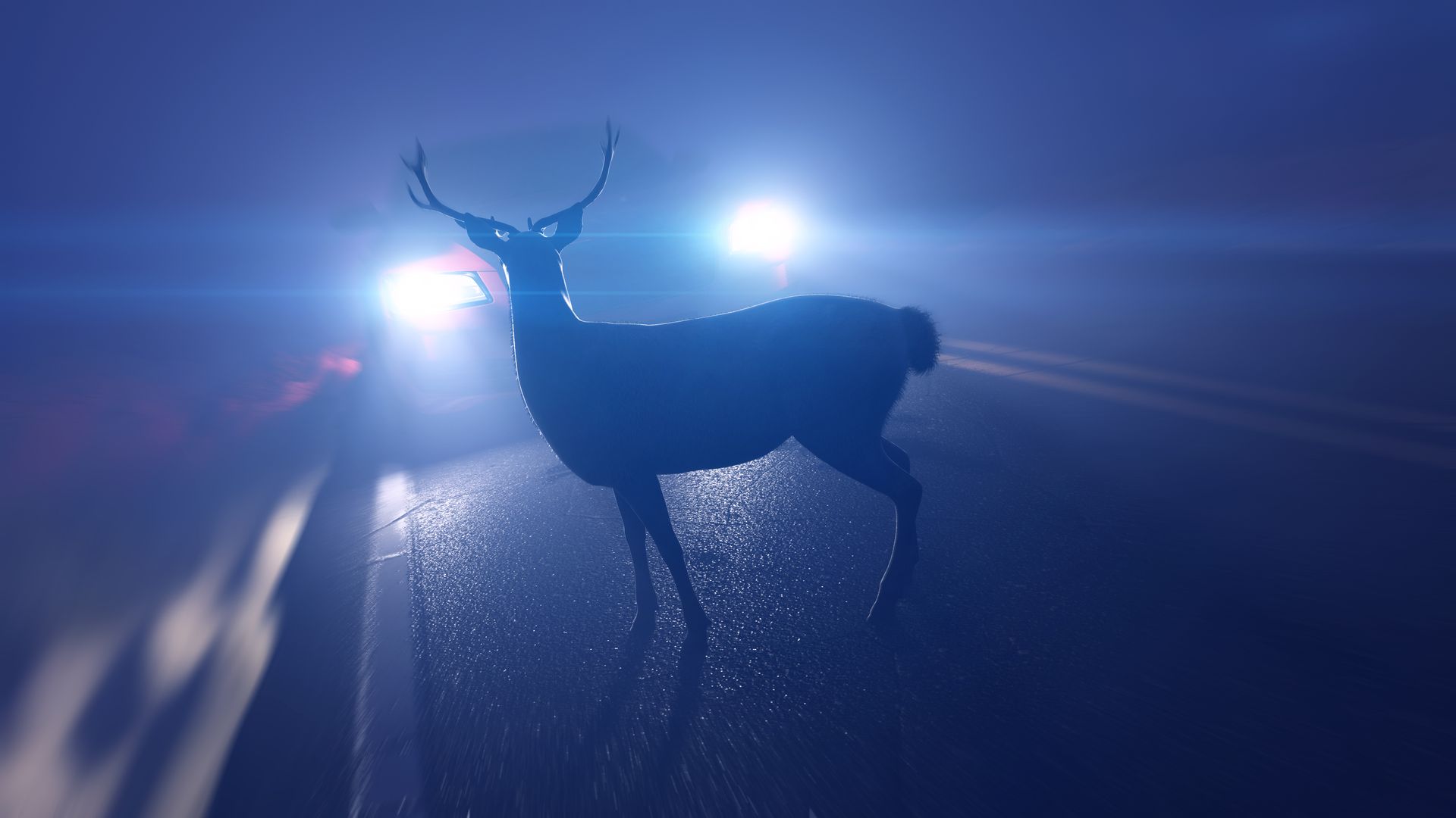 How to Prevent Animal Collisions During the Long Winter Nights | Blue Star Brothers