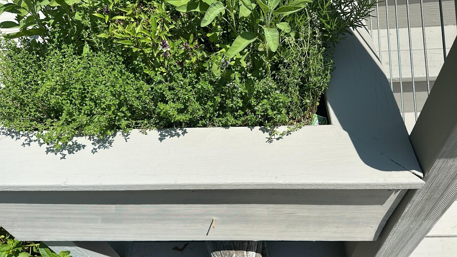Planter box with green plants on a gray deck, partially shaded.