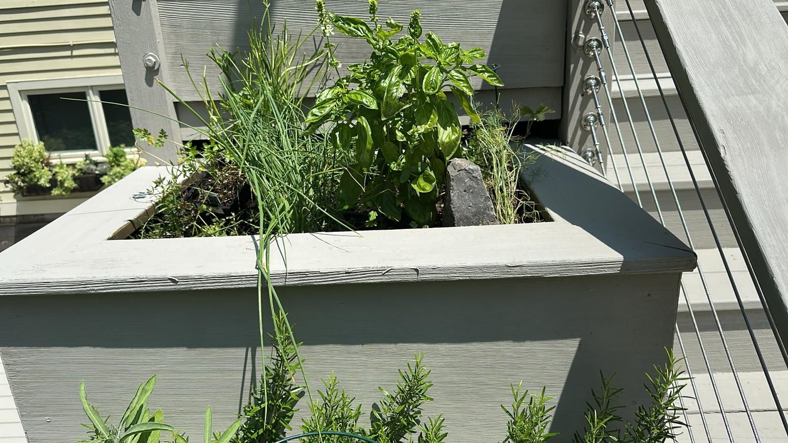 Herb garden in a gray square planter on a wooden deck with basil and chives.