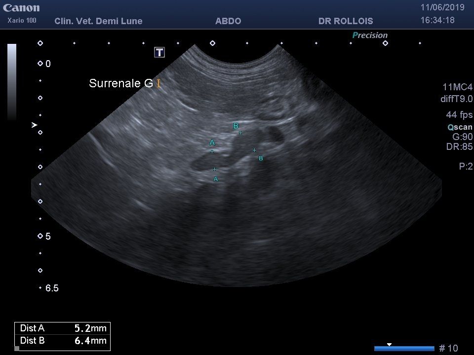 L’échographie abdominale à la clinique vétérinaire demi-lune