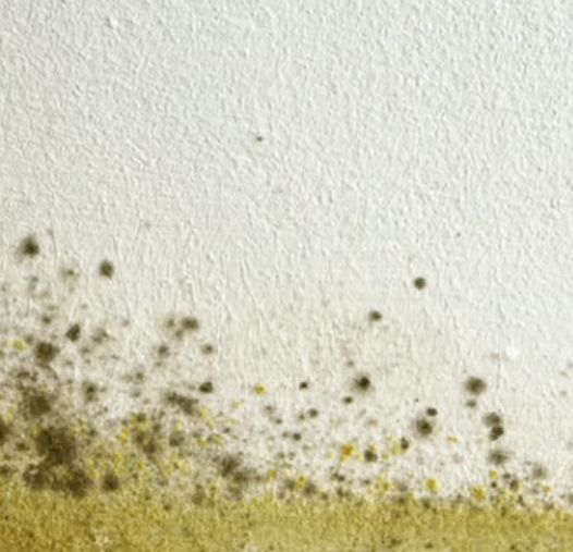 mold remediation service mold remediation service