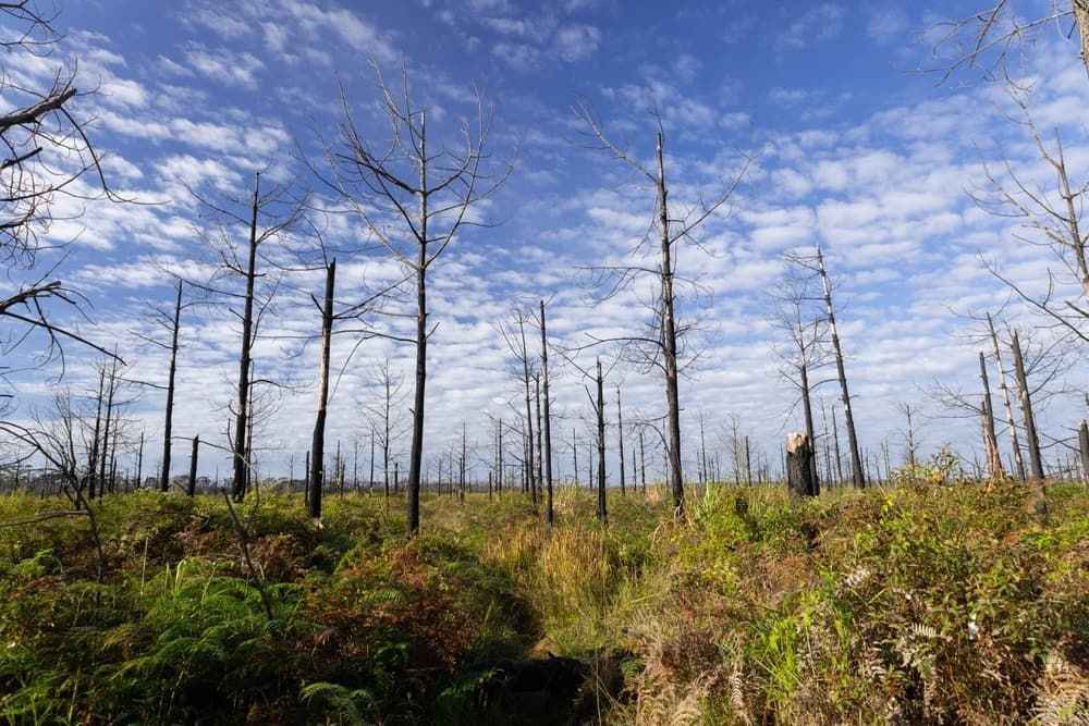 View Trees Natural Outdoor — Great Northern Airconditioning & Mechanical Services in Pinelands, NT