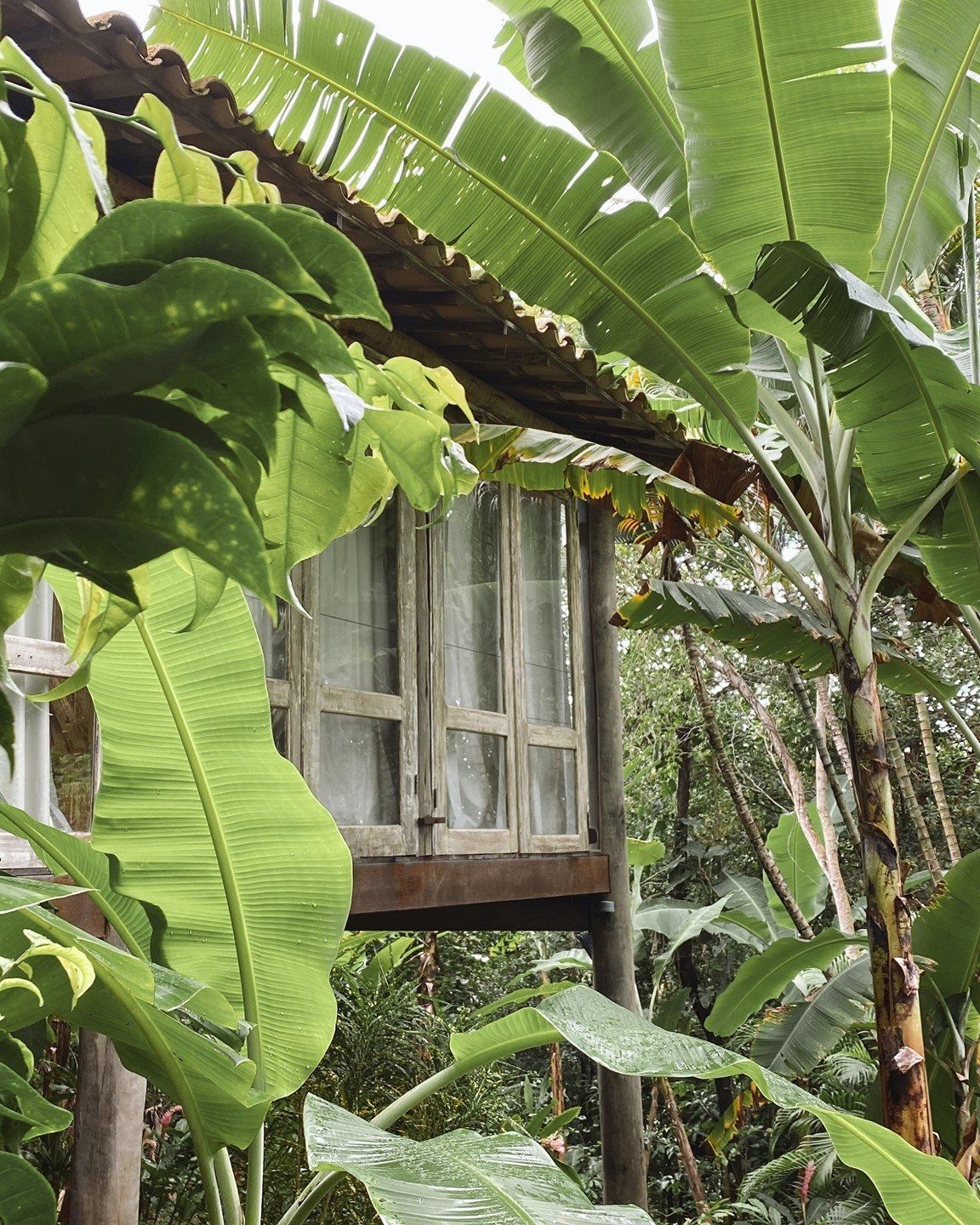 Uma pequena casa no meio de uma floresta verdejante