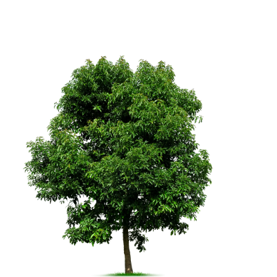 Green tree with dense foliage against a white background.