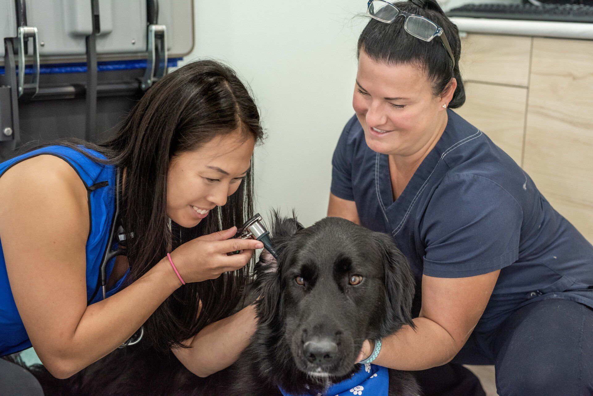 How to properly clean your dog's ears