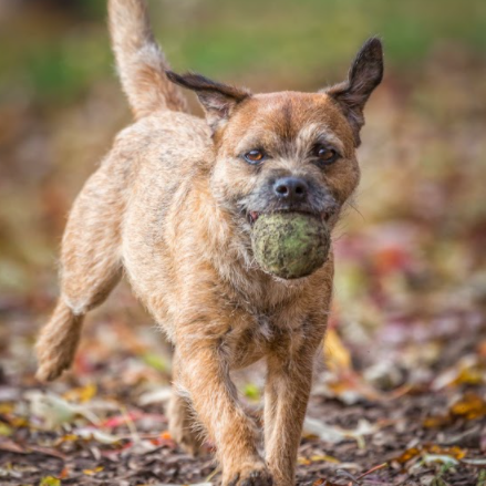 A brown dog is running with a tennis ball in its mouth.